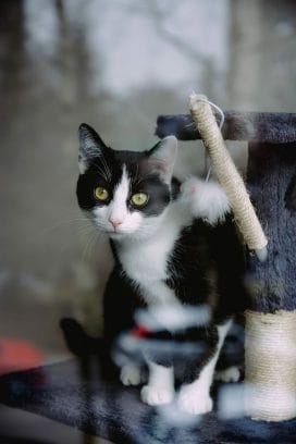 Cat Condo That Looks Like a Tree