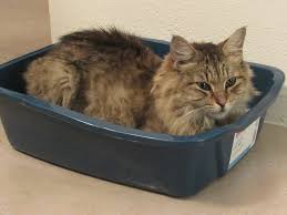 litter box solutions for small apartments
