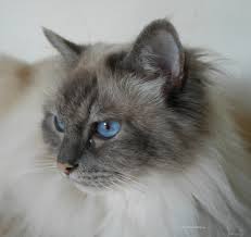 how much does a Birman cat cost looking sideways