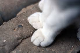cat's feet