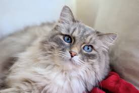 grooming long haired cats with mats
