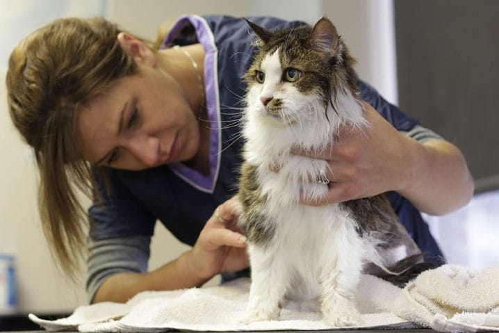 Cat Trimmers for Long Hair Cats