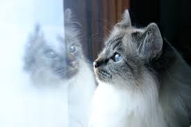 how much does a Birman cat cost gazing out