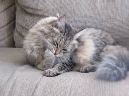 grooming long haired cats with mats