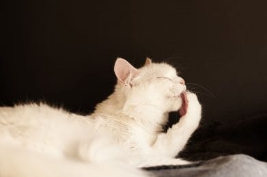 Cat Trimmers for Long Hair Cats
