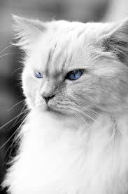 How Long do Birman Cats Live?