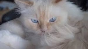 Best Cat Brush For Long Haired Cats