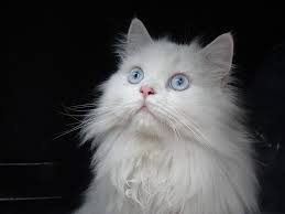Birman Cat Breeders Near Me