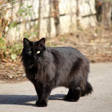Cat Clippers for Long Haired Cats