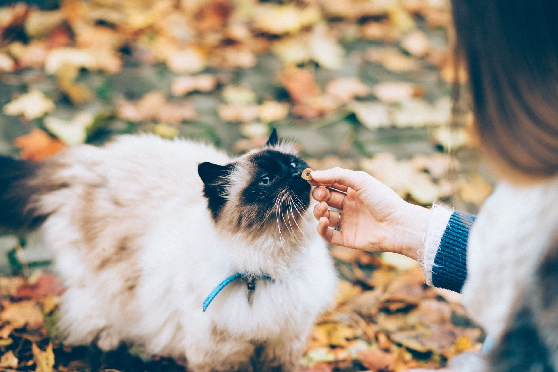 best collar for cats who hate collars
