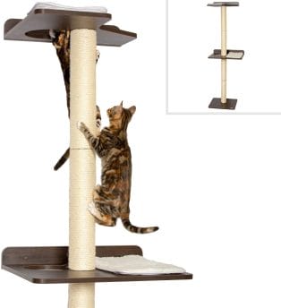 best scratching post for kittens
