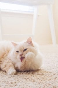 Best Cat Brush For Long Haired Cats