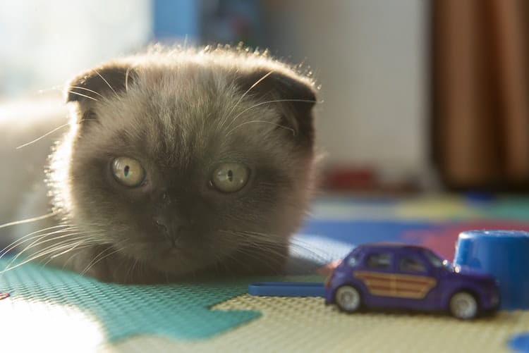 best way to travel with a cat in a car