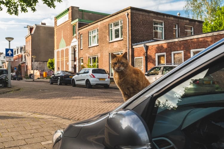 best way to travel with a cat in a car