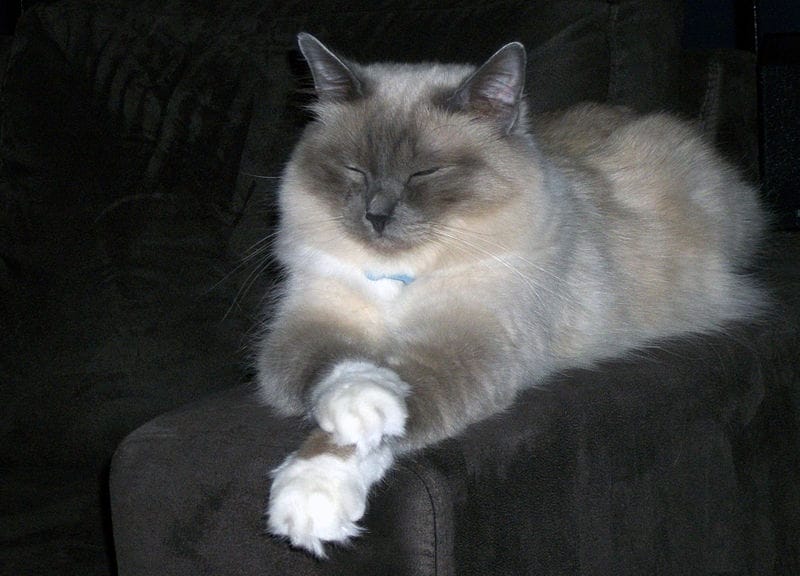 lilac point birman cat