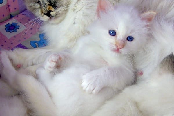 Birman Cat Health Issues