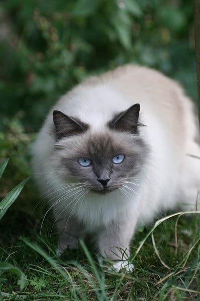 Blue Point Birman Cat