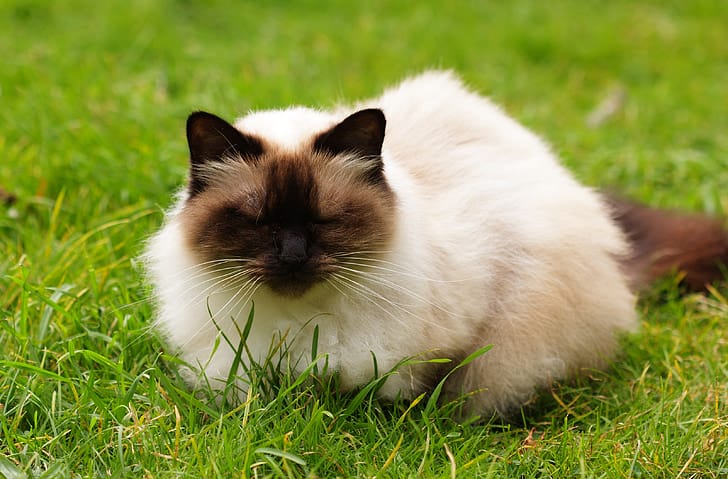 Birman Cat Health Issues