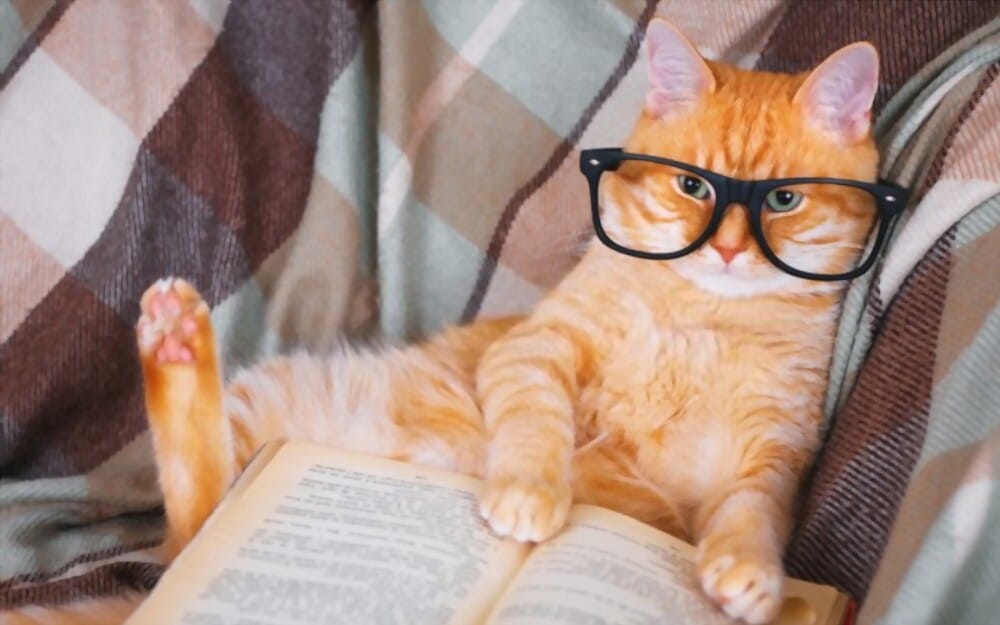 How Smart Are Cats?
