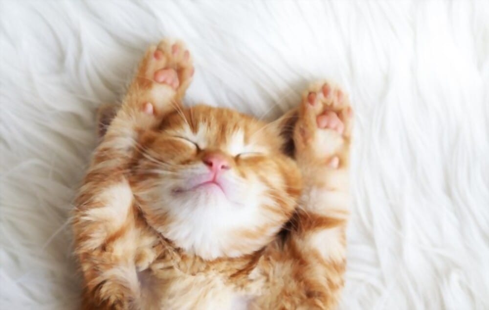 Why Are Cats So Cute