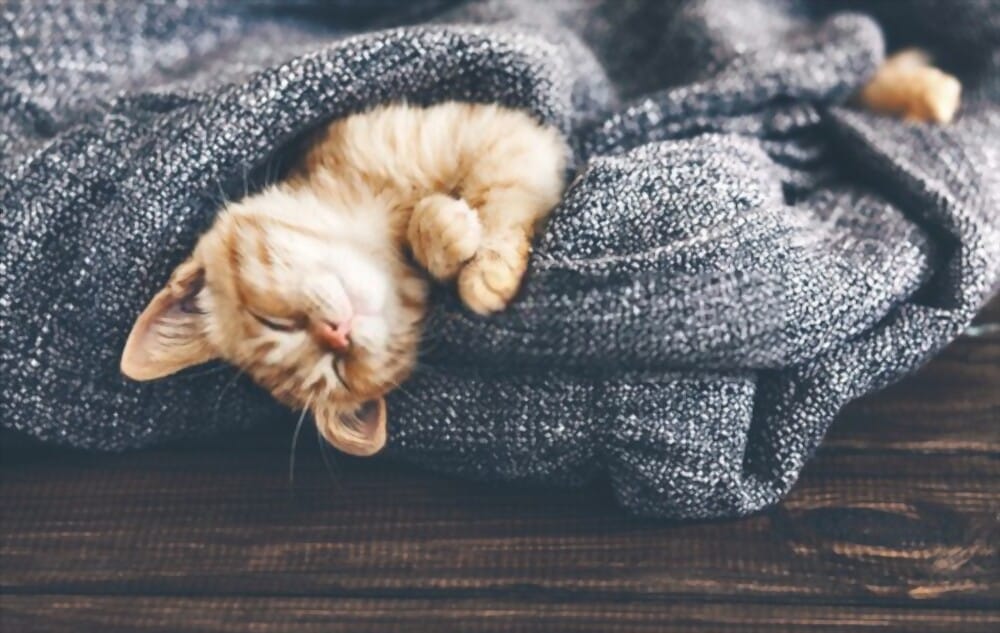 What Do Cats Dream About