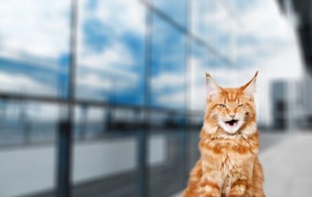 Why Do Cats Chatter