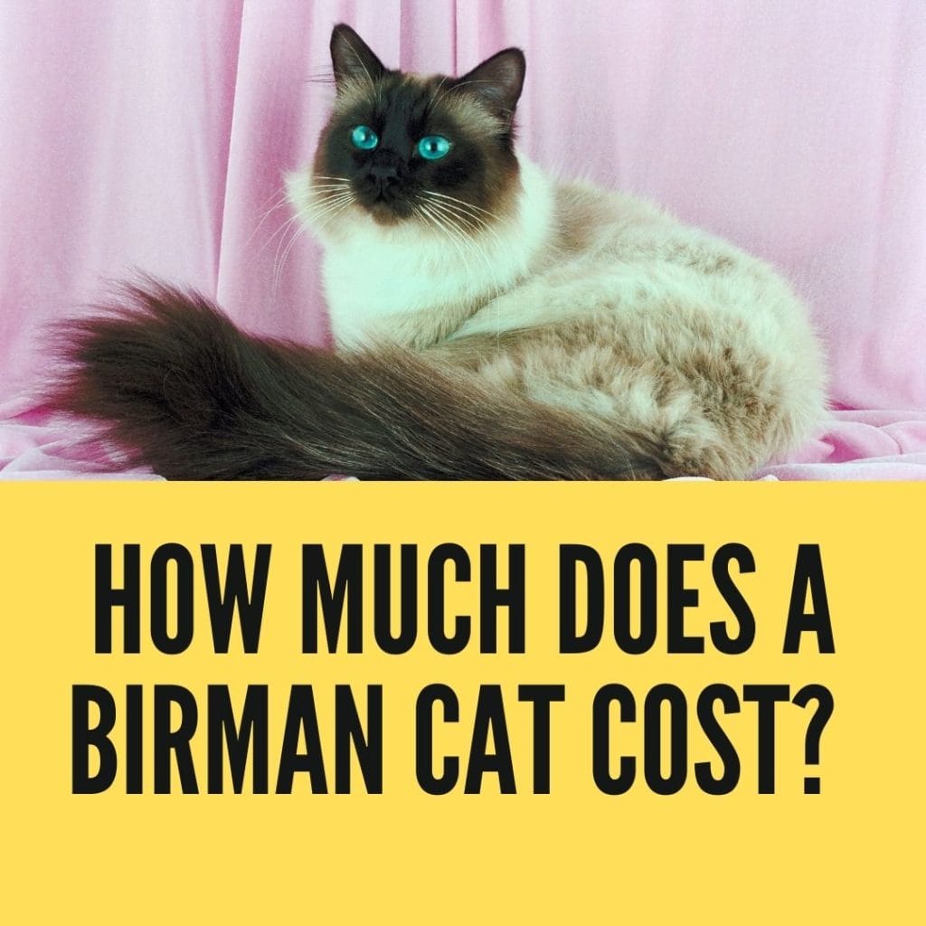 How Much Does a Birman Cat Cost? Birman Cats Guide