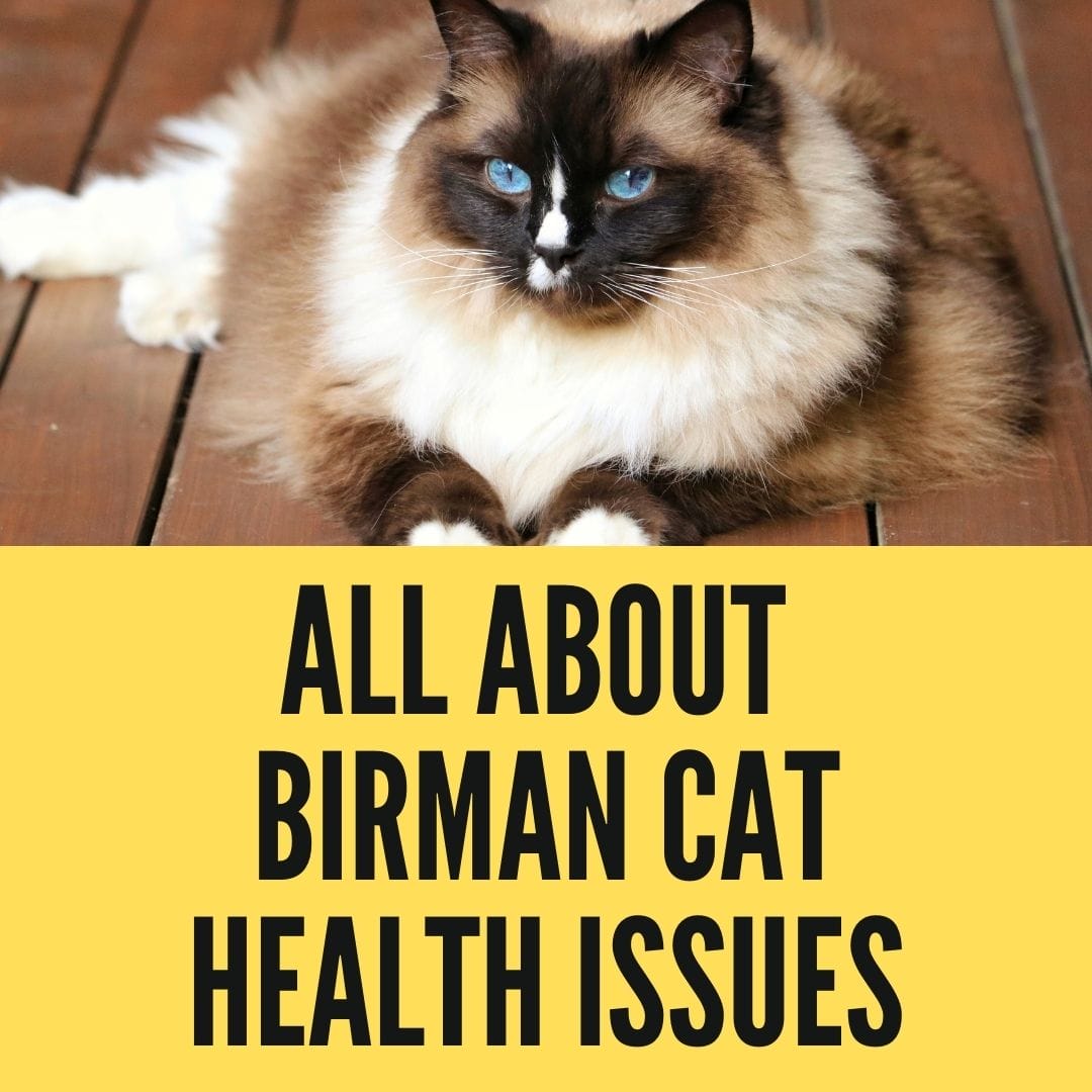 birman cat health issues