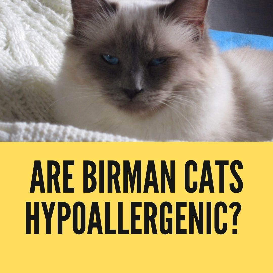 birman cat hypoallergenic