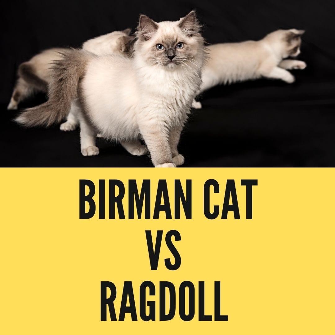 birman cat vs ragdoll cat