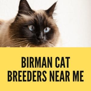 How to Find a Birman Cat Breeders Near Me?