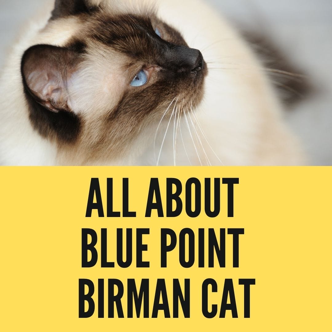 blue point birman cat