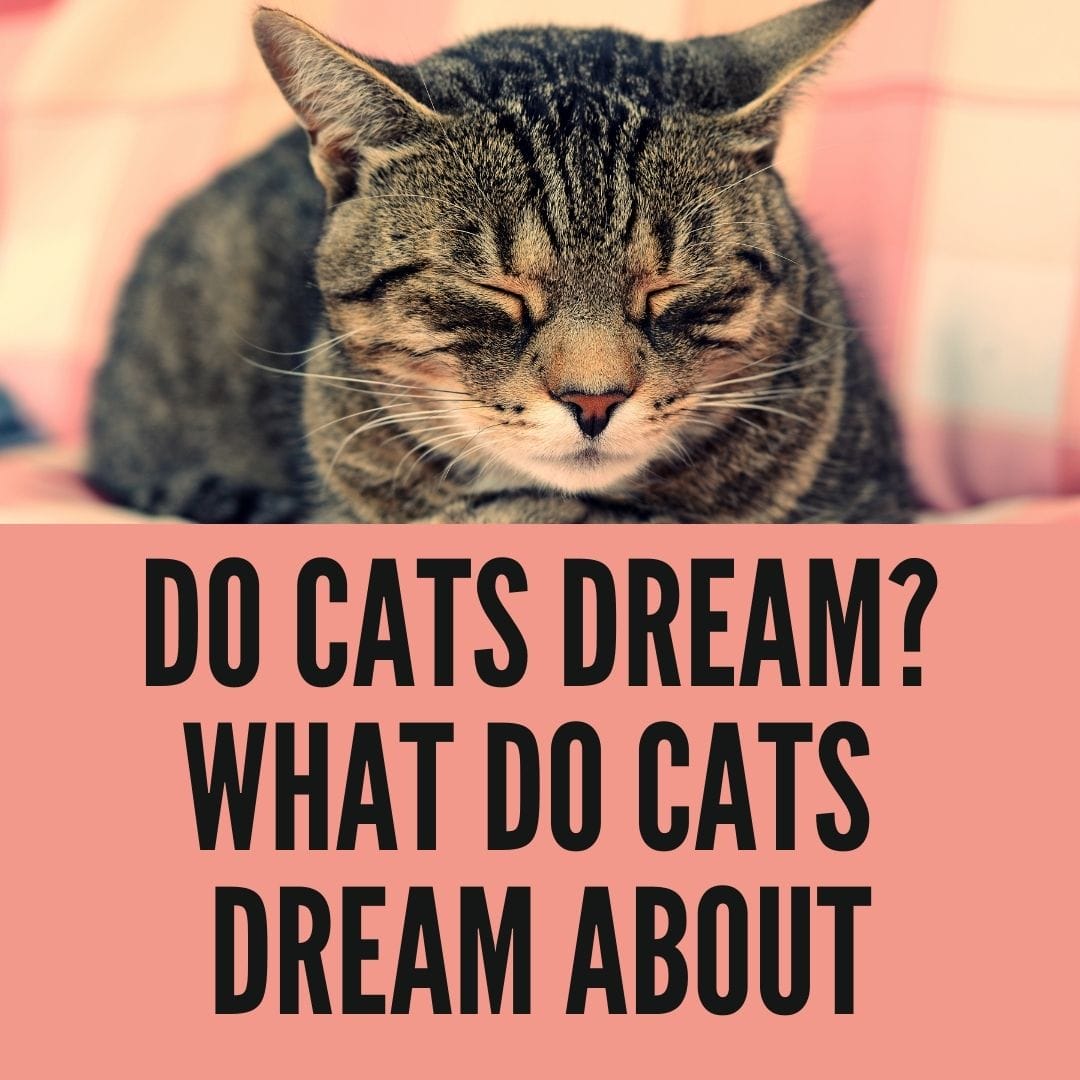 Do Cats Dream 