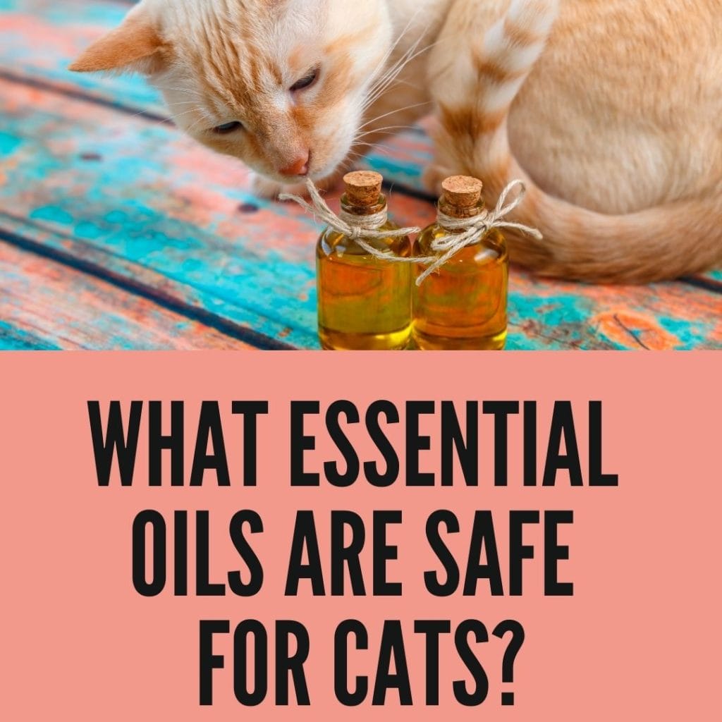 What Essential Oils Are Safe For Cats? Birman Cats Guide