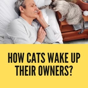 How Cats Wake Up Their Owners? Why do They keep Doing it?