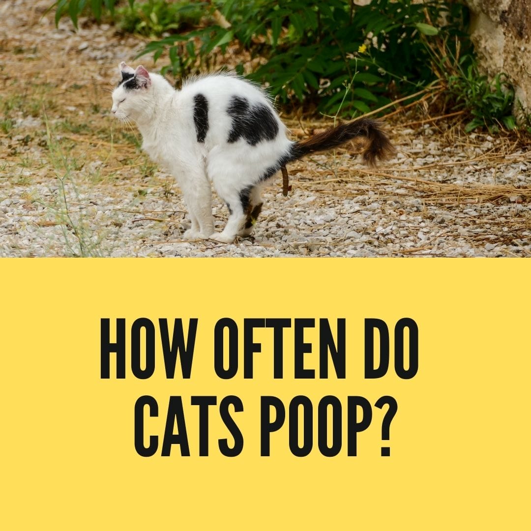 how-often-do-cats-poop-and-what-s-the-best-way-to-find-out-birman