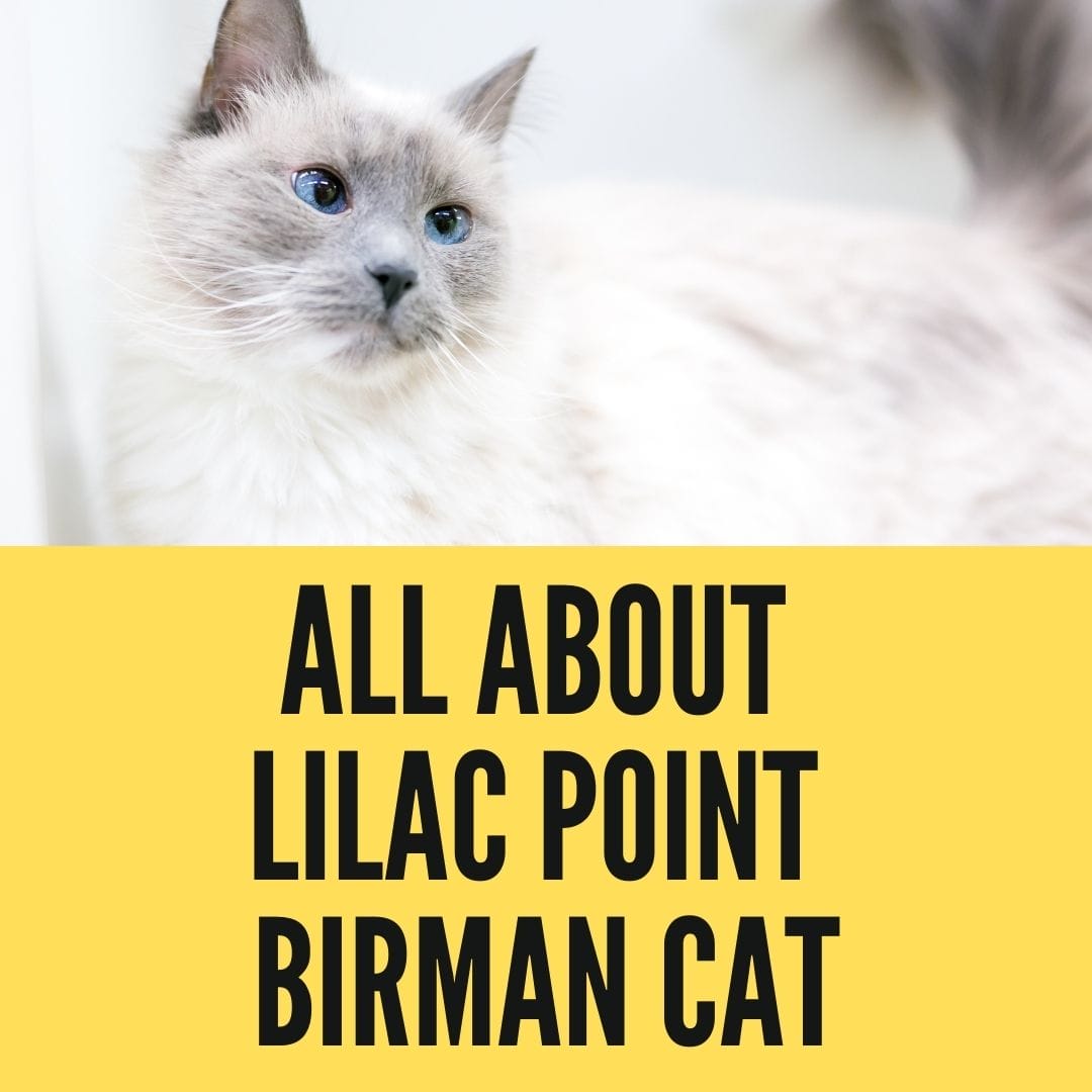 lilac point birman cat