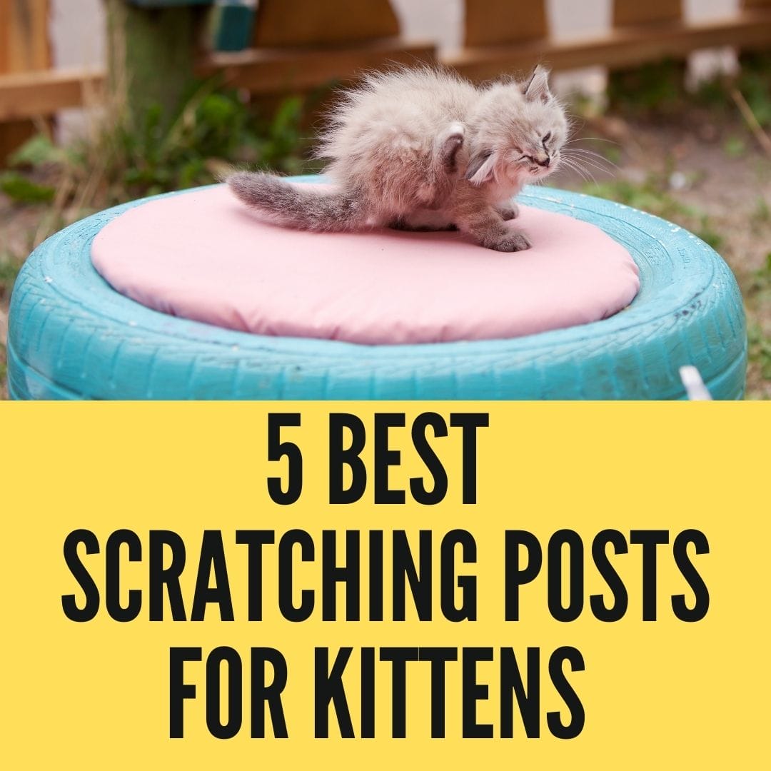 5 Best Scratching Posts for Kittens [Buying Guide] Birman Cats Guide