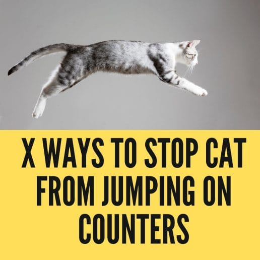 3 Easy Ways to Stop Your Cat from Jumping on Counters Birman Cats Guide