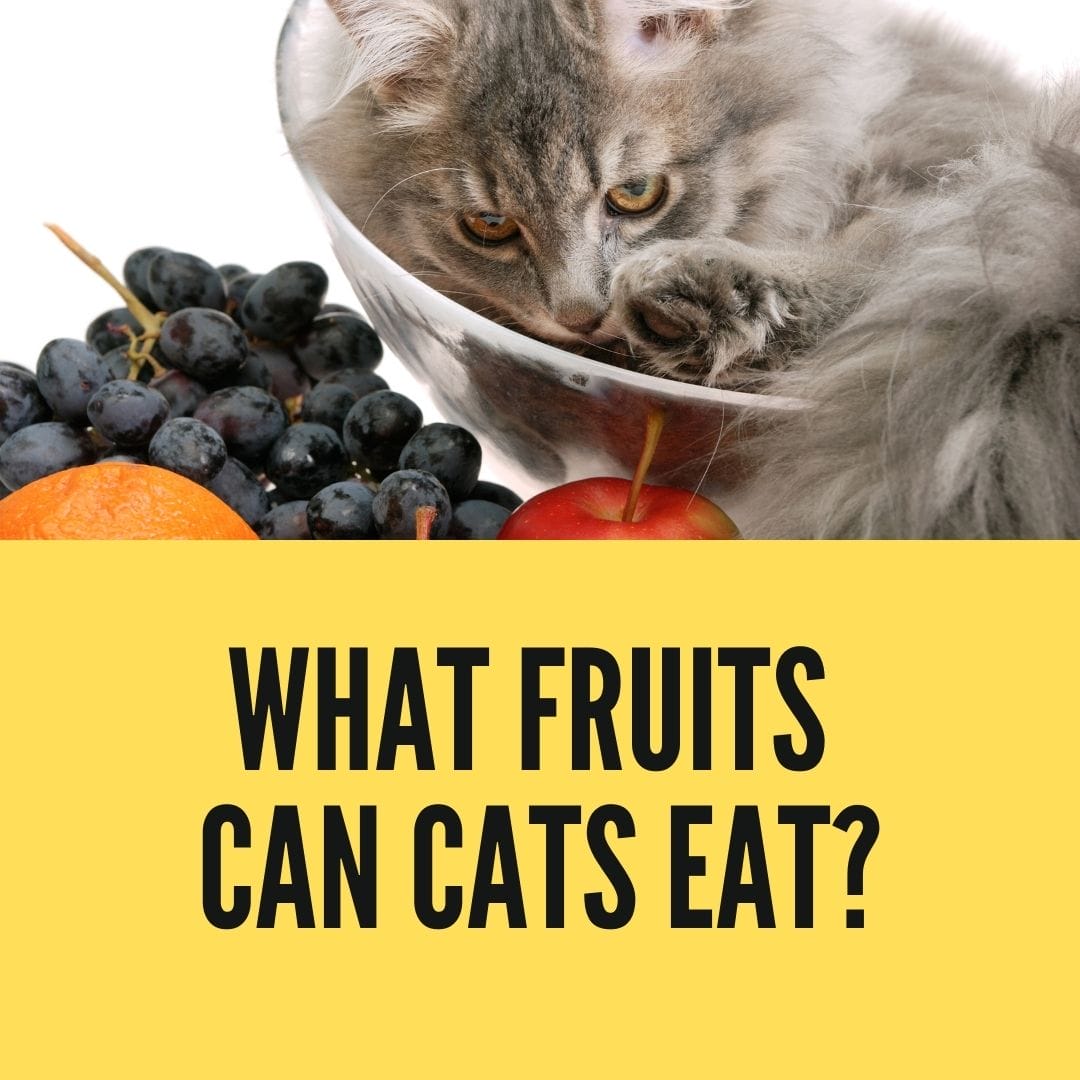 What Fruits Can Cats Eat? Know the Risks and Benefits Birman Cats Guide