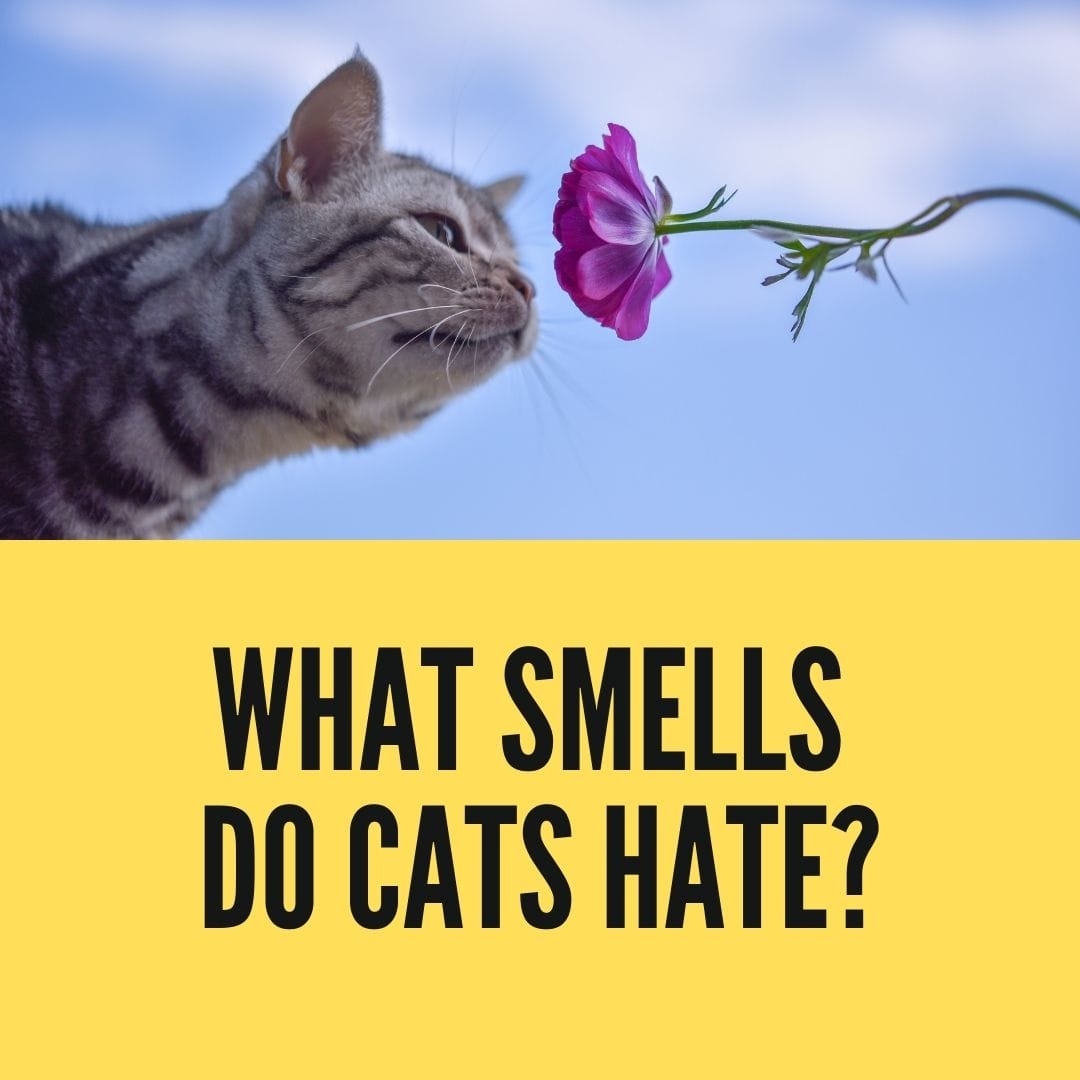 What Smells Do Cats Hate? Birman Cats Guide
