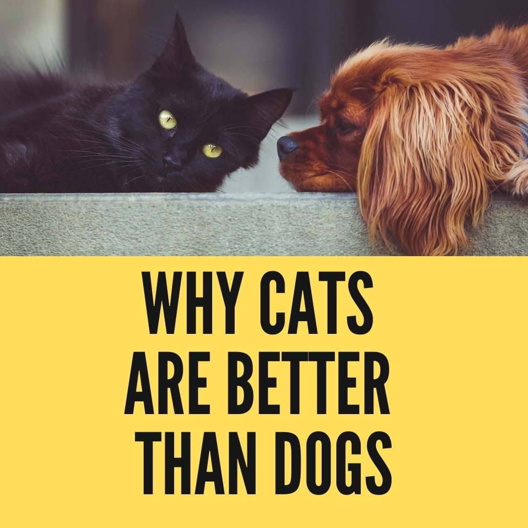 Why Cats Are Better Than Dogs? - Birman Cats Guide