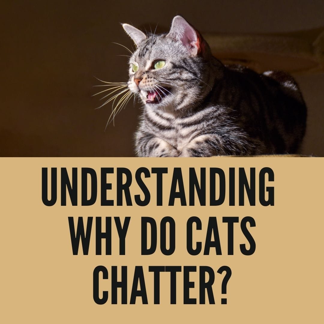 Understanding Why Do Cats Chatter? - Birman Cats Guide