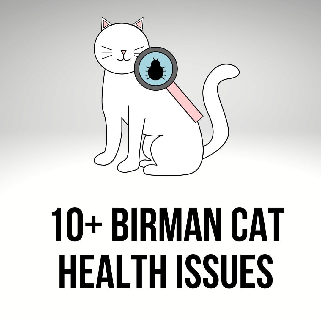 Birman Cat Health Issues