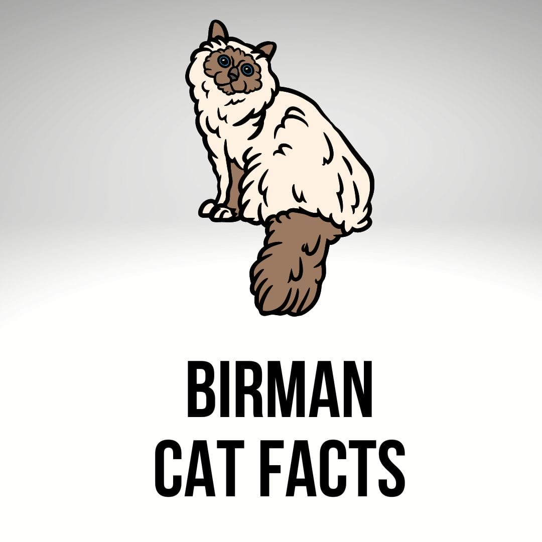 9 Birman Cat Facts