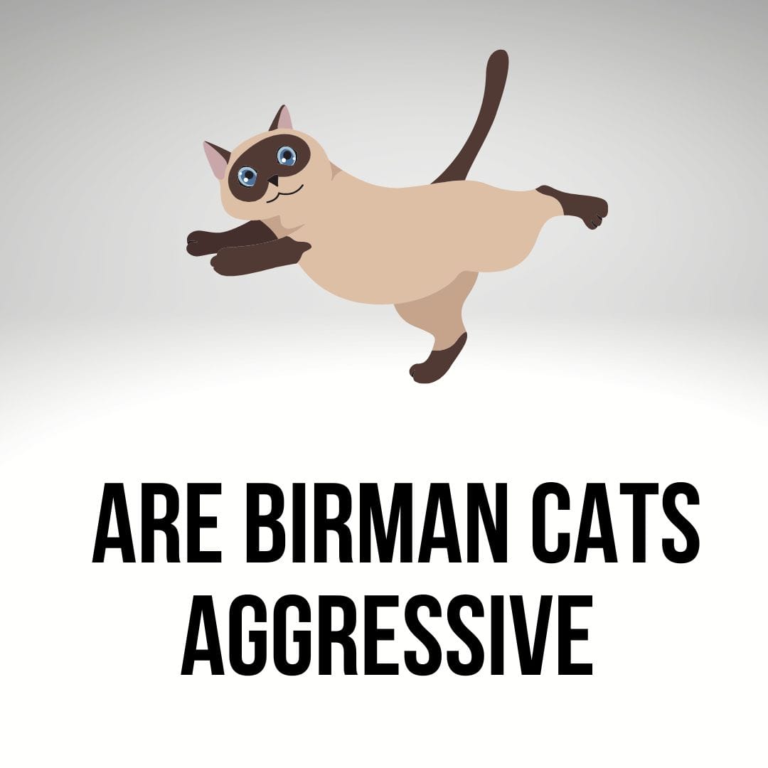 Are Birman Cats Aggressive
