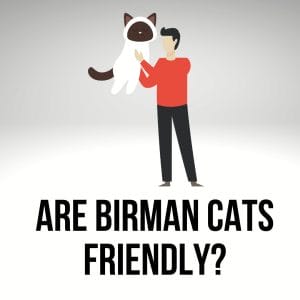 Are Birman Cats Friendly? (5 Signs Of Friendliness)