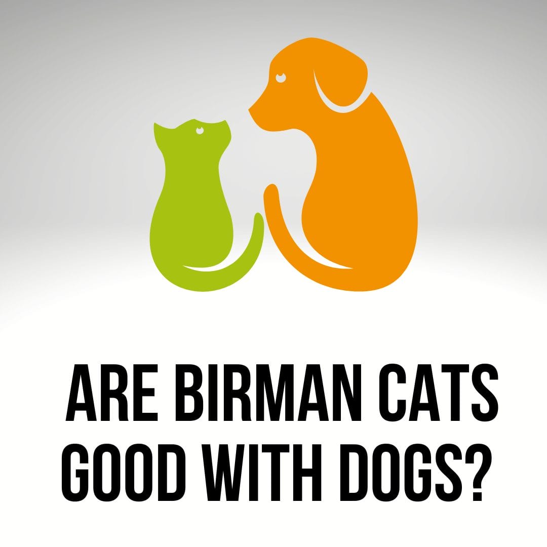 Are Birman Cats Good With Dogs