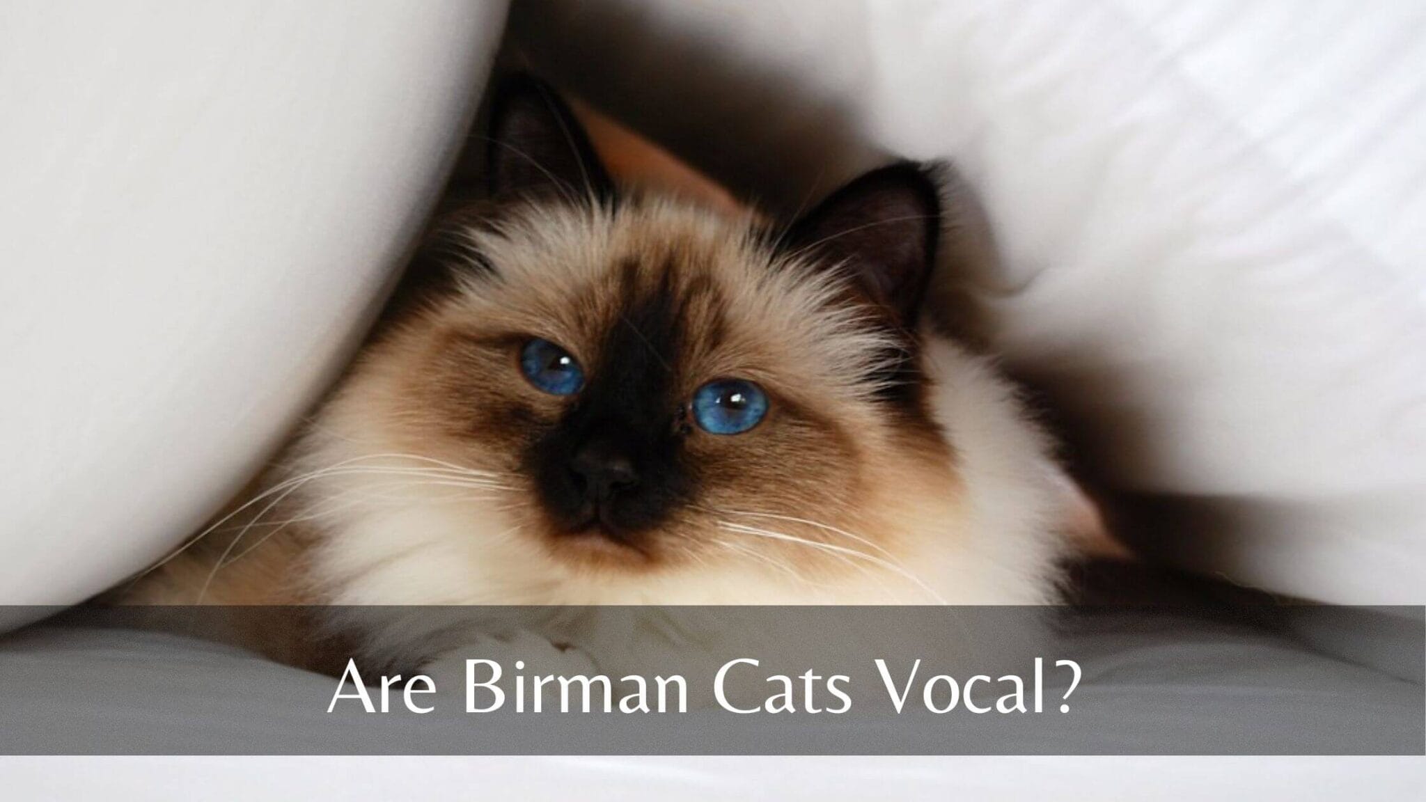 Are Birman Cats Vocal? (10 Common Sounds) Birman Cats Guide
