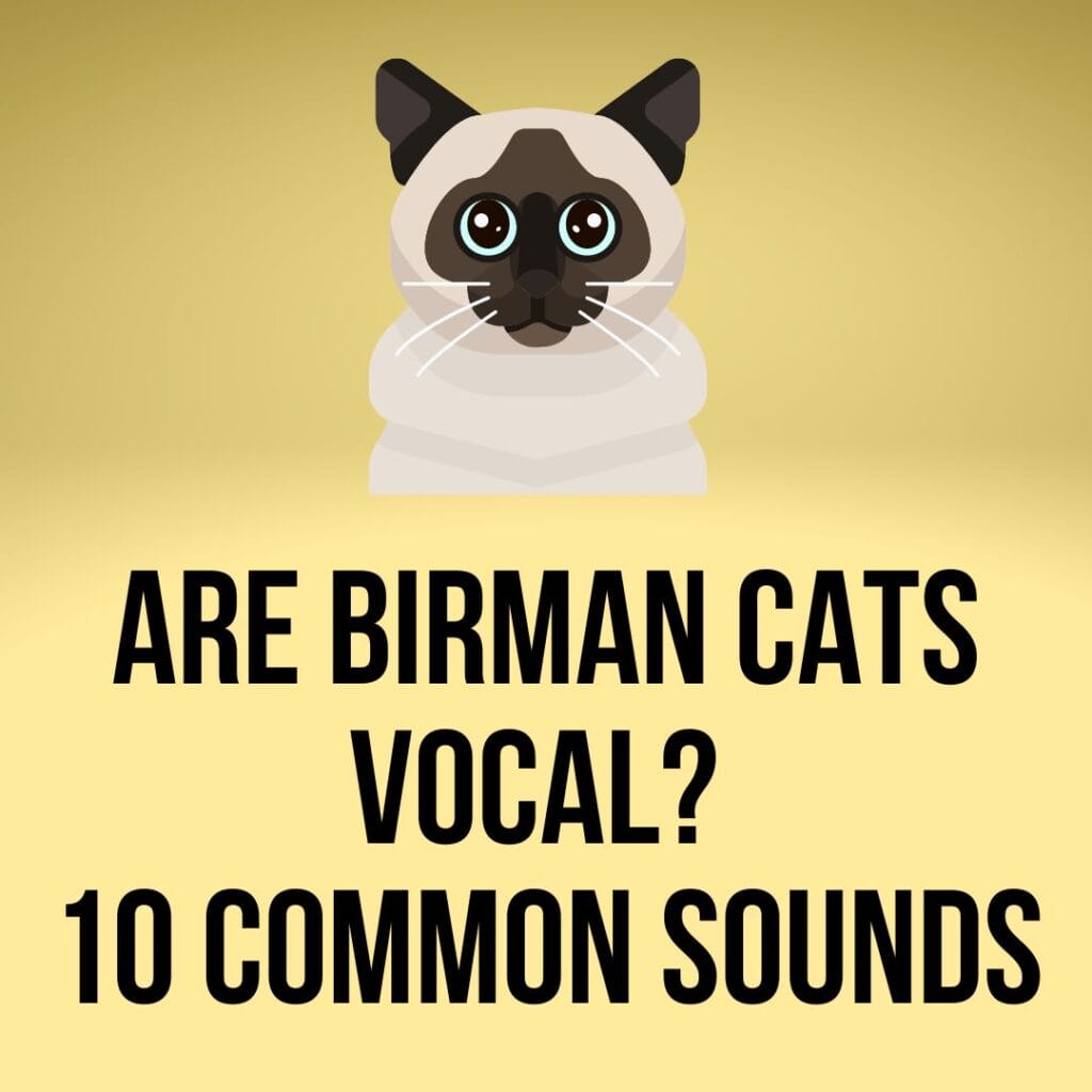 Are Birman Cats Vocal? (10 Common Sounds) Birman Cats Guide